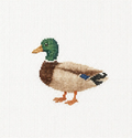 Mallard Canvas